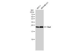 Anti-Bad antibody [GT1175] used in Western Blot (WB). GTX09508