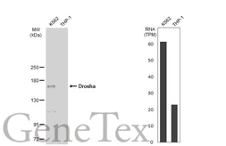 Anti-Drosha antibody [GT1178] used in Western Blot (WB). GTX09511