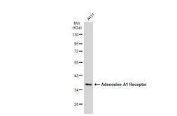 Anti-Adenosine A1 Receptor antibody [N3C2], Internal used in Western Blot (WB). GTX100025