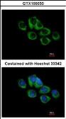 Anti-TRH Receptor antibody [C2C3], C-term used in Immunocytochemistry/ Immunofluorescence (ICC/IF). GTX100030