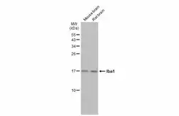 Anti-Iba1 antibody used in Western Blot (WB). GTX100042