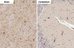 Anti-Iba1 antibody used in IHC (Paraffin sections) (IHC-P). GTX100042