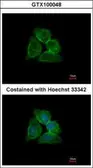 Anti-Annexin A13 antibody [N1], N-term used in Immunocytochemistry/ Immunofluorescence (ICC/IF). GTX100048