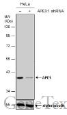 Anti-APE1 antibody [N1], N-term used in Western Blot (WB). GTX100050