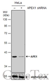 Anti-APE1 antibody [N1], N-term used in Western Blot (WB). GTX100050