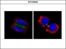 Anti-Survivin antibody used in Immunocytochemistry/ Immunofluorescence (ICC/IF). GTX100052