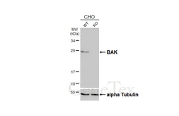 Anti-BAK antibody [N1N2], N-term used in Western Blot (WB). GTX100063