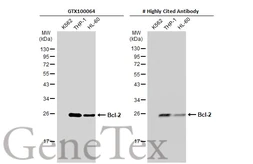 Anti-Bcl-2 antibody [N1N2], N-term used in Western Blot (WB). GTX100064