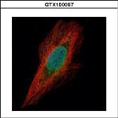 Anti-Chk1 antibody [C1C2-3], Internal used in Immunocytochemistry/ Immunofluorescence (ICC/IF). GTX100067