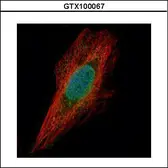 Anti-Chk1 antibody [C1C2-3], Internal used in Immunocytochemistry/ Immunofluorescence (ICC/IF). GTX100067