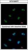 Anti-Rad9 antibody used in Immunocytochemistry/ Immunofluorescence (ICC/IF). GTX100077