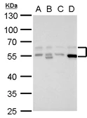 Anti-Rad9 antibody used in Western Blot (WB). GTX100078