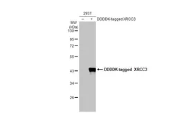 Anti-XRCC3 antibody [N1N3] used in Western Blot (WB). GTX100093