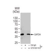 Anti-GAPDH antibody used in Immunoprecipitation (IP). GTX100118