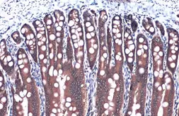 Anti-GAPDH antibody used in IHC (Paraffin sections) (IHC-P). GTX100118