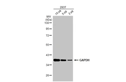Anti-GAPDH antibody used in Western Blot (WB). GTX100118