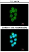Anti-TDP1 antibody [N1N3] used in Immunocytochemistry/ Immunofluorescence (ICC/IF). GTX100126