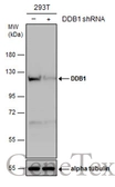 Anti-DDB1 antibody [N1N3] used in Western Blot (WB). GTX100129