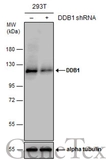 Anti-DDB1 antibody used in Western Blot (WB). GTX100130