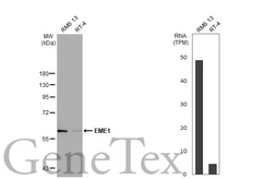 Anti-EME1 antibody [N3C2], Internal used in Western Blot (WB). GTX100132