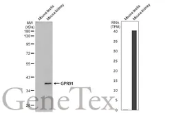 Anti-GPR91 antibody [N2N3] used in Western Blot (WB). GTX100170