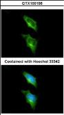 Anti-GPR82 antibody [N2C1], Internal used in Immunocytochemistry/ Immunofluorescence (ICC/IF). GTX100196