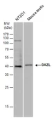 Anti-DAZL antibody used in Western Blot (WB). GTX100230
