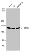 Anti-DCTN1 antibody [C3], C-term used in Western Blot (WB). GTX100231