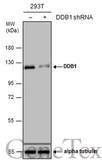 Anti-DDB1 antibody [C3], C-term used in Western Blot (WB). GTX100232