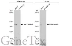 Anti-Her3 / ErbB3 antibody used in Western Blot (WB). GTX100256