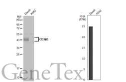 Anti-CD32B antibody [C2C3], C-term used in Western Blot (WB). GTX100262