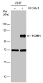 Anti-FOXM1 antibody [C3], C-term used in Western Blot (WB). GTX100276