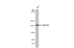Anti-GOLGA3 antibody [C3], C-term used in Western Blot (WB). GTX100288