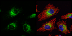Anti-ERp57 antibody [C3], C-term used in Immunocytochemistry/ Immunofluorescence (ICC/IF). GTX100297