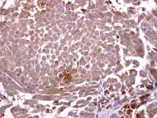 Anti-Glycophorin A antibody [C1C3] used in IHC (Paraffin sections) (IHC-P). GTX100300