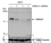 Anti-HMGA1 antibody [N1N3] used in Western Blot (WB). GTX100307
