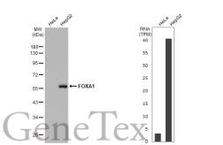 Anti-FOXA1 antibody used in Western Blot (WB). GTX100308