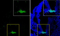 Anti-FOXA2 antibody used in IHC (Frozen sections) (IHC-Fr). GTX100309