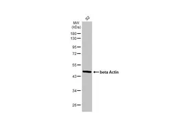 Anti-beta Actin antibody used in Western Blot (WB). GTX100313