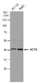 Anti-beta Actin antibody used in Western Blot (WB). GTX100315