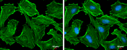 Anti-beta Actin antibody used in Immunocytochemistry/ Immunofluorescence (ICC/IF). GTX100315