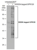 Anti-GPR120 antibody used in Western Blot (WB). GTX100364