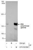 Anti-DNA polymerase gamma antibody used in Immunoprecipitation (IP). GTX100398
