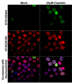 Anti-p21 Cip1 antibody used in Immunocytochemistry/ Immunofluorescence (ICC/IF). GTX100444