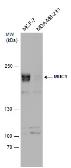 Anti-MUC1 antibody used in Western Blot (WB). GTX100459