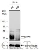 Anti-uPAR antibody used in Western Blot (WB). GTX100467