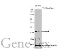 Anti-Oct4 antibody used in Western Blot (WB). GTX100468