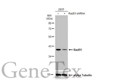 Anti-Rad51 antibody [N1C2] used in Western Blot (WB). GTX100469