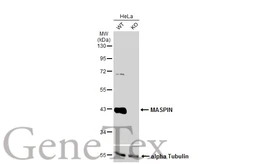 Anti-MASPIN antibody used in Western Blot (WB). GTX100471