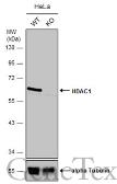 Anti-HDAC1 antibody used in Western Blot (WB). GTX100513